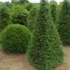 Taxus Als Pyramide (Taxus Baccata) -OL Planten Winkel 347taxusbaccatapir 5