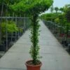 Toscaanse Jasmijn Als Dakboom (Trachelospermum Jasminoides ) -OL Planten Winkel 368trachelospermumjasminoidesparasol 4