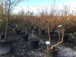 Dwergiep (Ulmus Minor 'Jacqueline Hillier') -OL Planten Winkel 3 2