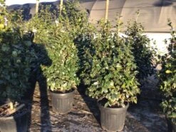 Camelia (Camellia Japonica 'Nuccio's Pearl') -OL Planten Winkel 3 3 2