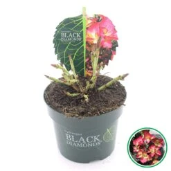 Hortensia (Hydrangea Black Diamonds Dark Angel) -OL Planten Winkel 3 4