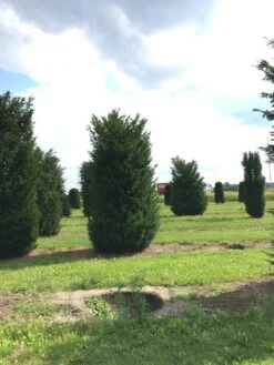Grote Venijnboom (Taxus Baccata) -OL Planten Winkel 400450x 150 200 2