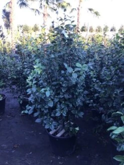 Camelia (Camellia Japonica 'Purity') -OL Planten Winkel 4 3 2