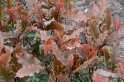 Glansmispel (Photinia Serratifolia ‘Crunchy’) -OL Planten Winkel 4 photinia crunchy rev100 haie 5mai15