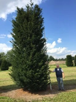 Grote Venijnboom (Taxus Baccata) 27 Grote Venijnboom (Taxus Baccata) -OL Planten Winkel 550600 x 175 200 1 1