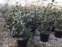 Camelia (Camellia Japonica 'R.L. Wheeler') -OL Planten Winkel 5 1 1