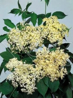 Vlier (Sambucus Nigra) -OL Planten Winkel 703081 3 2