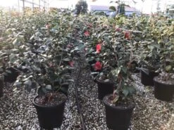Camelia (Camellia Japonica 'San Dimas') -OL Planten Winkel 7 1 1