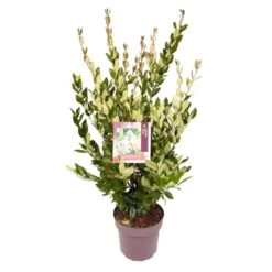 Liguster (Ligustrum Japonicum 'Texanum') -OL Planten Winkel 8863908295aea1fafcc3b9c48b0993c1