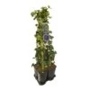 Hedera-Clematis Mix Haag (Jackmanii) -OL Planten Winkel 897380 mix hedera jackmanii 1 meter privacy