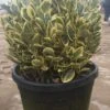 Kardinaalshoed Als Bol (Euonymus Japonicus 'Bravo') -OL Planten Winkel 92dad862 0f9e 4dee 96e6 88c471cb2c98 1