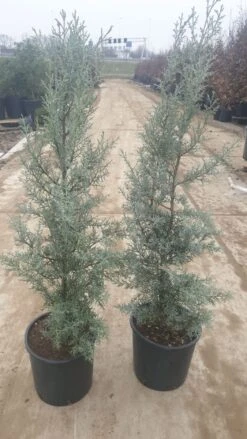 Cipres (Cupressus Arizonica 'Glauca') -OL Planten Winkel 94d98ecf eeaf 4488 bd36 6b6bea13f39a