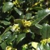 Amerikaanse Hulst Als Bol (Ilex 'Nellie R Stevens') -OL Planten Winkel 9784ed14 8f33 4c9d 9594 cb0687c69165