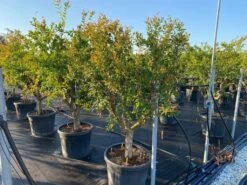 Granaatappel Als Solitair (Punica Granatum) -OL Planten Winkel 9f2e2d79 4476 41bd a214 0070b1656e3a