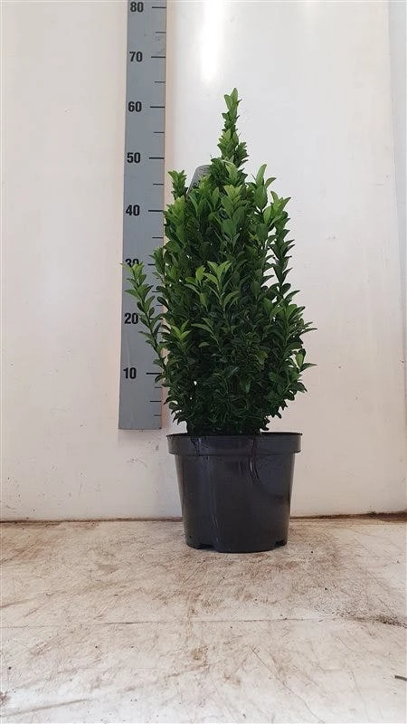 Kardinaalshoed (Euonymus Japonicus 'Green Spire') 4 Kardinaalshoed (Euonymus Japonicus 'Green Spire') - Afbeelding 2