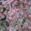 Abelia (Abelia Grandiflora 'Confetti') -OL Planten Winkel abelia confetti 5 1