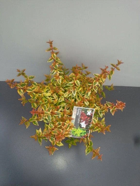 Abelia (Abelia Grandiflora 'Kaleidoscope') 9 Abelia (Abelia Grandiflora 'Kaleidoscope') - Afbeelding 7