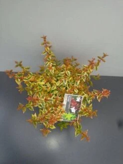 Abelia (Abelia Grandiflora 'Kaleidoscope') -OL Planten Winkel abelia gr. kaleidoscope