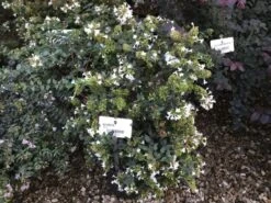 Abelia (Abelia Grandiflora) -OL Planten Winkel abelia grandiflora c10