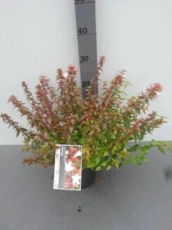 Abelia (Abelia Grandiflora 'Sherwood') -OL Planten Winkel abelia grandiflora sherwood 1