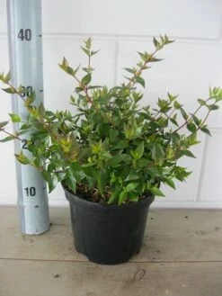 Abelia (Abelia Grandiflora 'Sherwood') -OL Planten Winkel abelia sherwood c3 18 7 2019 1