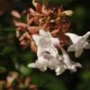 Abelia (Abelia Grandiflora 'Compacta') -OL Planten Winkel abelia x grandiflora02