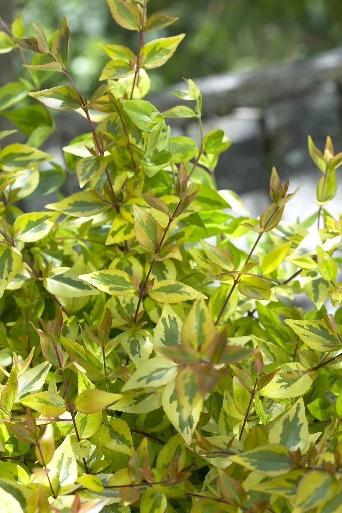 Abelia (Abelia Grandiflora 'Kaleidoscope') 4 Abelia (Abelia Grandiflora 'Kaleidoscope') - Afbeelding 2