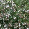 Abelia (Abelia Grandiflora 'Sherwood') -OL Planten Winkel abelia x grandiflora sherwood