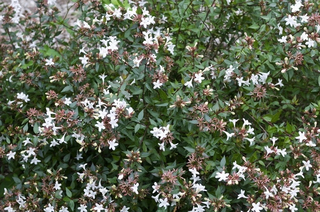 Abelia (Abelia Grandiflora 'Sherwood') 3 Abelia (Abelia Grandiflora 'Sherwood')