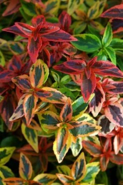 Abelia (Abelia Grandiflora 'Kaleidoscope') -OL Planten Winkel abgkale abelia kaleidoscope close up foliage