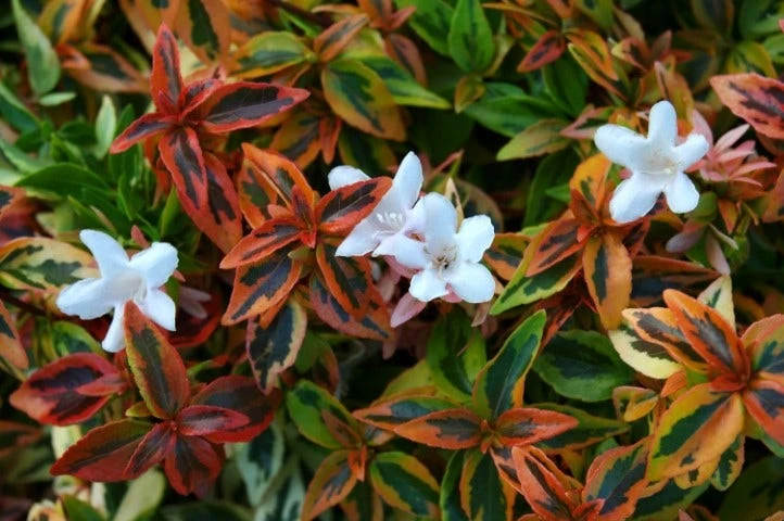 Abelia (Abelia Grandiflora 'Kaleidoscope') 3 Abelia (Abelia Grandiflora 'Kaleidoscope')