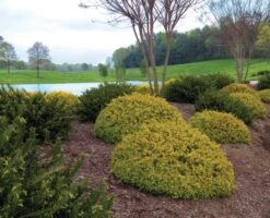 Abelia (Abelia Grandiflora 'Kaleidoscope') 14 Abelia (Abelia Grandiflora 'Kaleidoscope') -OL Planten Winkel abgkale abelia kaleidoscope garden 2 1