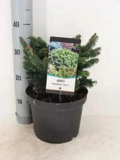 Dwerg Balsemden (Abies Balsamea 'Nana') 7 Dwerg Balsemden (Abies Balsamea 'Nana') -OL Planten Winkel abies balsemea nana c5 m 1