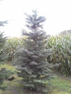 Colorado Zilverspar (Abies Concolor) 15 Colorado Zilverspar (Abies Concolor) -OL Planten Winkel abies concolor 300 350