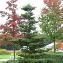 Koreaanse Zilverspar (Abies Koreana) 33 Koreaanse Zilverspar (Abies Koreana) -OL Planten Winkel abies koreana 1