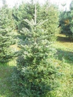 Koreaanse Zilverspar (Abies Koreana) 22 Koreaanse Zilverspar (Abies Koreana) -OL Planten Winkel abies koreana 125 150 1