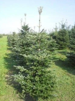 Koreaanse Zilverspar (Abies Koreana) 21 Koreaanse Zilverspar (Abies Koreana) -OL Planten Winkel abies koreana 175 200