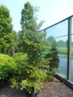 Koreaanse Zilverspar (Abies Koreana) -OL Planten Winkel abies koreana 200 250 1