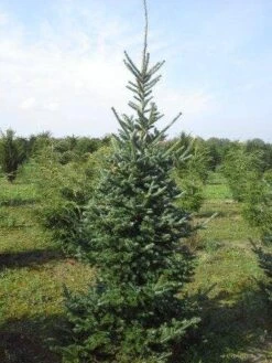 Koreaanse Zilverspar (Abies Koreana) 23 Koreaanse Zilverspar (Abies Koreana) -OL Planten Winkel abies koreana 200 250 1