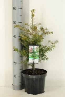 Koreaanse Zilverspar (Abies Koreana) 19 Koreaanse Zilverspar (Abies Koreana) -OL Planten Winkel abies koreana c3 m