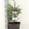Koreaanse Zilverspar (Abies Koreana) 1 Koreaanse Zilverspar (Abies Koreana) -OL Planten Winkel abies koreana c5 m 1