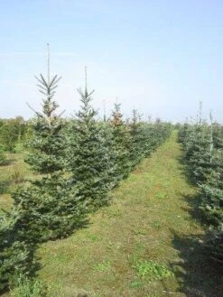 Koreaanse Zilverspar (Abies Koreana) 24 Koreaanse Zilverspar (Abies Koreana) -OL Planten Winkel abies koreana diverse