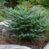 Koreaanse Zilverspar (Abies Koreana 'Silberlocke') -OL Planten Winkel abies koreana silberlocke