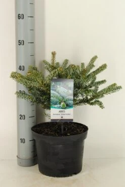 Koreaanse Zilverspar (Abies Koreana 'Silberlocke') -OL Planten Winkel abies koreana silberlocke c5 m 2