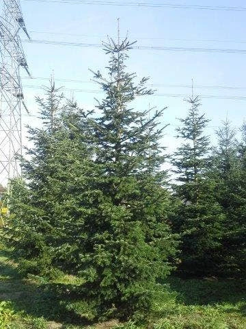 Nordmann-spar (Abies Nordmanniana) 14 Nordmann-spar (Abies Nordmanniana) - Afbeelding 12