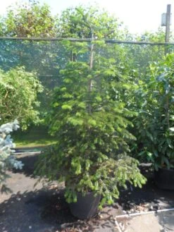 Nordmann-spar (Abies Nordmanniana) -OL Planten Winkel abies nordmanniana 150 175 200
