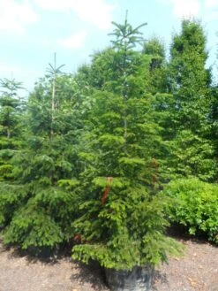 Nordmann-spar (Abies Nordmanniana) -OL Planten Winkel abies nordmanniana 250 300