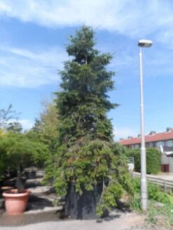 Nordmann-spar (Abies Nordmanniana) 23 Nordmann-spar (Abies Nordmanniana) -OL Planten Winkel abies nordmanniana 400 500 c1500 1