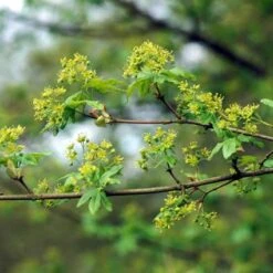 Spaanse Aak (Acer Campestre) -OL Planten Winkel accampes 9