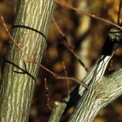 Streepjesbast Esdoorn (Acer Davidii) -OL Planten Winkel acdavidi 7